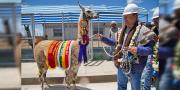 El Gobierno invirtió Bs 166,7 MM en el complejo camélido del altiplano