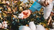 Preocupación por una posible caída del cultivo de algodón: “Los niveles de producción han estado estancados”