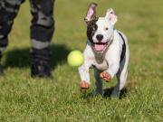 ¿Los perros son adictos? Un estudio comparó su obsesión con los juguetes con las adicciones en los humanos