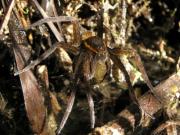 Una araña gigante que creían extinta reaparece en las casas: tiene el tamaño de una mano