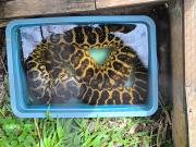 Animales en un freezer, venta de especies exóticas y maltrato: el resultado del allanamiento a una veterinaria de Misiones