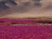 Miles de flores nacieron en el desierto más seco del mundo
