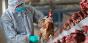 Brasil confirma el primer caso de gripe aviar de “alta patogenicidad”