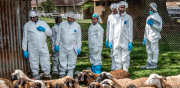 Un nuevo estudio dirigido por la FAO destaca que mejorar la productividad es clave para reducir el uso de antibióticos en el ganado