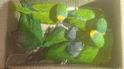 Pofoma desarticula red dedicada al tráfico de fauna silvestre y rescata 28 loros que eran enviados a Chile