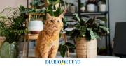 Los 3 trucos para mantener a tu gato alejado de las plantas: no debés retarlo ni gritarle