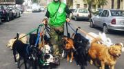 Trabajadores caninos insisten para que se trate la ley que regule sus derechos