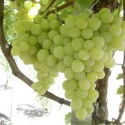 Hay unas 3.200 hectáreas con cultivos de uva en Tarija, el 50% es Moscatel