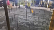 Perú: un gallo de pelea mató a su dueño y reavivó el debate por esta práctica