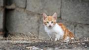 Vecinos denunciaron que un grupo de personas en situación de calle se comieron sus gatos