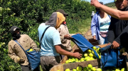 Trabajadores del limón llevan semanas reclamando el pago de jornales adeudados