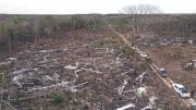 Avasallamientos, desmontes y quemas arrasan con el bosque