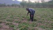 Tarija: Granizada provocó destrozos en ocho barrios y arrasó con cultivos en tres comunidades