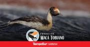 Pablo Hernández y la Fundación Macá Tobiano, Quince Años de Compromiso con la Conservación Aviar