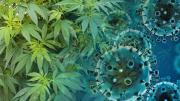 Dos ácidos presentes en la planta de cannabis pueden evitar la infección por COVID-19, según estudio