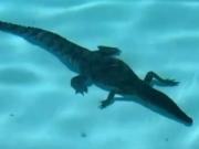 Un cocodrilo entró a un hotel cinco estrellas y se dio un baño en la piscina