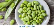 Temporada de habas: cómo preparar recetas fáciles y tentadoras