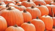 La historia detrás de las calabazas talladas de Halloween