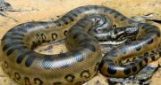 Un hombre muere tras ser atacado por una anaconda en la frontera de Perú con Ecuador