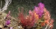 Así es la expedición que estudia las profundidades del océano frente a las costas patagónicas