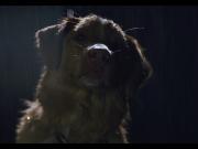 Good Boy, la película de terror protagonizada por un perro que se volvió viral