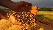 Escasez de diésel pone en riesgo 350.000 ha de soya y $us 400 MM