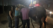 Operativo contrarreloj: bomberos salvaron a un caballo atrapado en un pozo en Pocito
