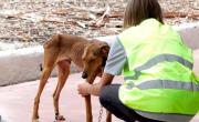 Cierra una prestigiosa red de rescate de animales en medio de la crisis de Milei: el desesperado pedido de ayuda