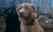 Furor por Indy, el perro actor que enamoró a Hollywood en la impactante Good Boy