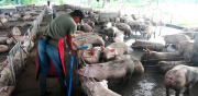 Porcinocultores en emergencia por falta de insumos pone en peligro la producción para fin de año