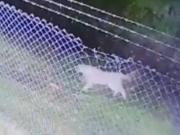 Temor en Mar Chiquita: un puma anda suelto por las calles y les piden a los vecinos que no salgan de sus casas