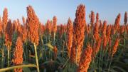 Diecinueve empresas bolivianas buscan abrir el mercado de sorgo en China