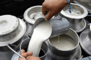 Productores lecheros alertan crisis por alza de insumos en Cochabamba