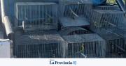 Liberaron cardenales amarillos rescatados: vuelven a su hábitat tras un año de rehabilitación