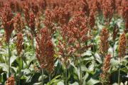 Cadex: Empresas se preparan para exportar sorgo a China