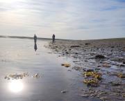El alga introducida en la costa argentina que favorece el incremento de invertebrados marinos