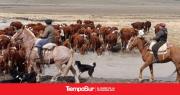 Allanamiento en establecimiento rural por hurto de ganado