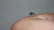 ¡Alerta! detectan un nuevo mosquito transmisor de múltiples virus en México