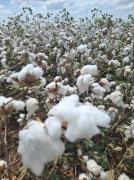 Cosecha de algodón en la recta final, proyectan 3.750 t