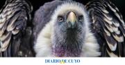 Regresa a la Argentina el ave extinta que puede cazar mamíferos que triplican su tamaño