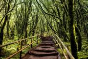 Un bosque milenario oculto entre la niebla: el Parque Nacional de Garajonay, el tesoro natural de La Gomera reconocido por la Unesco