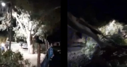 El viento derribó un árbol de gran tamaño en el Jardín de los Poetas