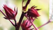 Jamaica: el secreto natural para tener un pelo sedoso y brillante