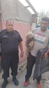 La Plata: rescataron a un caniche adulto en estado de abandono y procesaron al dueño