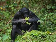 Cinco hembras de bonobo atacaron a un macho: por qué el linchamiento desconcertó a los investigadores