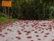Comenzó el espectáculo natural más increíble de la Isla de Navidad: la migración del cangrejo rojo