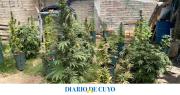En medio de una denuncia por amenazas, la Policía encontró en el fondo de una vivienda casi 100 plantas de marihuana