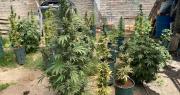 Allanaron una casa en Albardón y encontraron un cultivo de marihuana que superaba lo permitido