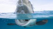 Desde Florida hasta California: estas son las playas de EEUU donde se registran más ataques de tiburones