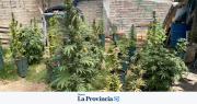Allanamiento en Albardón: secuestraron más de 90 plantas de marihuana